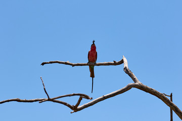 Carmine bee-eater with a bee in his mouth