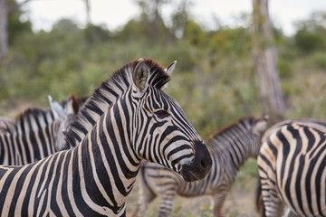 Fototapeta na wymiar A group of plain zebras in Kruger