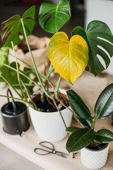 Sick gardenia plant with falling yellow leaves because of parasites, water or wrong temperature,...