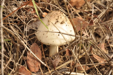 Close up group of mushroom in the nature macro of volvariella gloiocephala volvariella speciosa detail