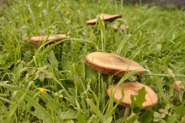 Close up group of mushroom in the nature macro of volvariella gloiocephala volvariella speciosa detail