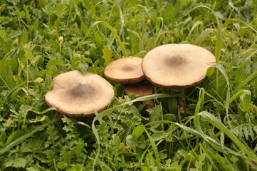 Close up group of mushroom in the nature macro of volvariella gloiocephala volvariella speciosa detail