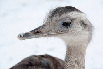 Greater Rhea portrait (Rhea americana) with snow background