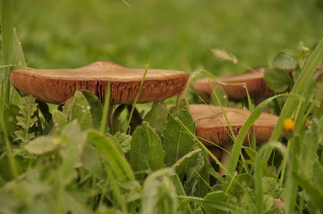 Close up group of mushroom in the nature macro of volvariella gloiocephala volvariella speciosa detail