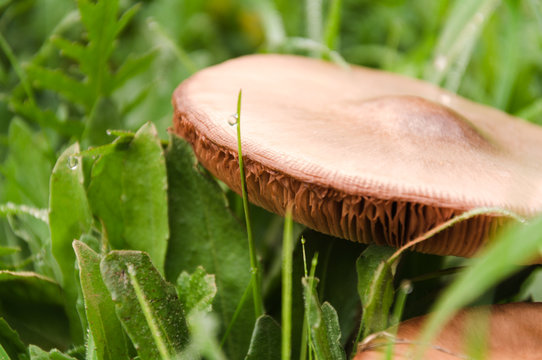 Close up group of mushroom in the nature macro of volvariella gloiocephala volvariella speciosa detail