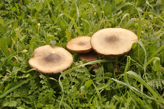 Close up group of mushroom in the nature macro of volvariella gloiocephala volvariella speciosa detail