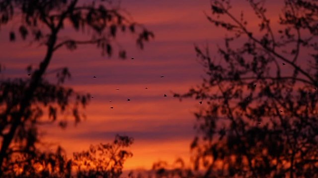flock of rooks slowly flies in the red sunset sky