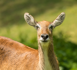 portrait of antelope looking at you