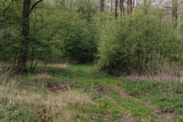 Fototapeta premium ordinary path through the forest