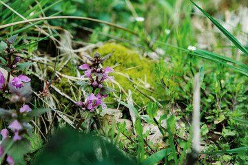 stroller left in the field, child lost