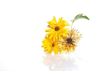 False Sunflower - Heliopsis, isolated with copy-space