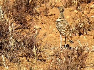 Karoo korhaan in Mountain Zebra NP