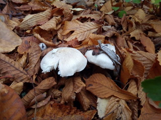 Autumn mashrooms