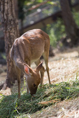 Deer are eating grass that people give.