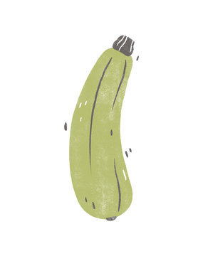 Zucchini. Hand painted illustration isolated on a white background.