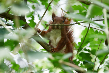 A squirrel in the summer in a cherry tree