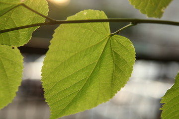 green leaves of a tree