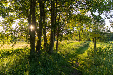 Fototapeta na wymiar Sun behind trees in the Veluwe near Loenen in The Netherlands