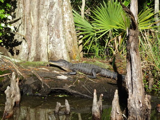 Alligator dans la jungle