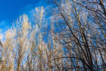 Chopos en otoño en el cañón del rio Dulce. Guadalajara. España. Europa.