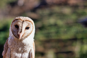 beautiful white owl, selectively focused