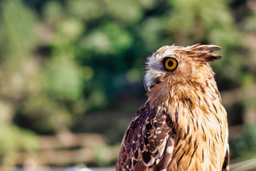 Brown eagle with a natural setting