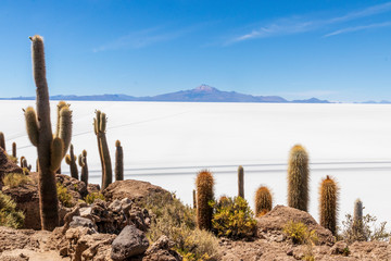 Cactus at Incahuasi island, at Salar de Uyuni is largest salt flat in the world in Bolivia.