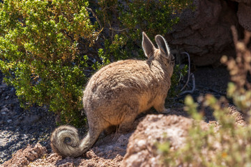 Viscache, Lagidium viscacia,  at Incahuasi island, at Salar de Uyuni is largest salt flat in the world in Bolivia.