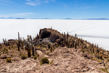 Cactus at Incahuasi island, at Salar de Uyuni is largest salt flat in the world in Bolivia.