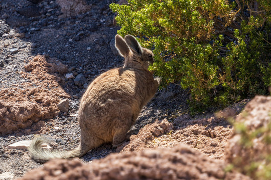 Viscache, Lagidium viscacia,  at Incahuasi island, at Salar de Uyuni is largest salt flat in the world in Bolivia.