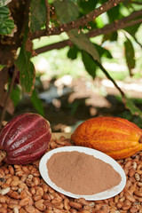 Close up of plate with cacao powder