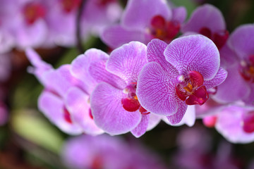 Obraz na płótnie Canvas Fresh branch with bright lilac orchid flowers close-up. The concept of aromas and beauty