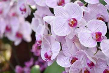 Fresh branch with bright lilac orchid flowers close-up with text space. The concept of aromas and beauty