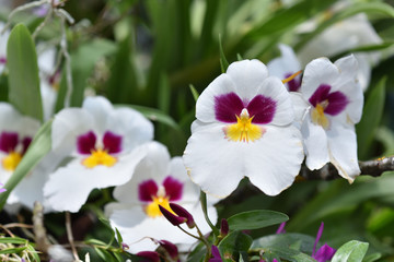 Unusual beautiful tricolor flowers of a white orchid miltonia. Close-up