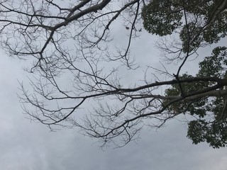 自然