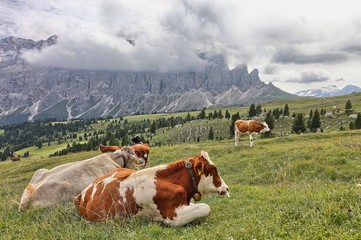 Fototapeta na wymiar Grazing cows under the Sassolungo, South Tyrol, Italy