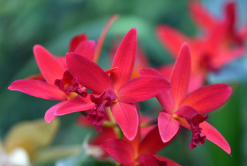 Unusual beautiful flowers of a red orchid in the shape of a star. Close-up