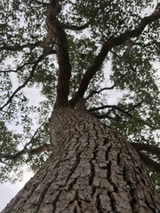 Naklejka premium 自然