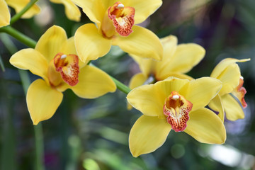 Fresh branch with bright yellow orchid flowers close-up with text space. The concept of aromas and beauty
