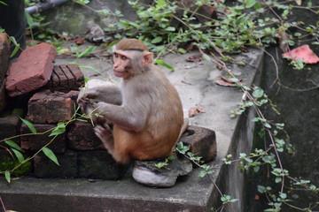 Baby Monkey sitting on brick holding grass in his hand