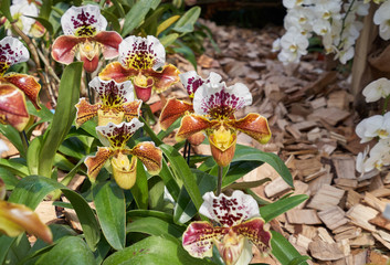 Beautiful bush of spotty white-yellow orchid Paphiopedilum in a botanical garden against the background of the earth with wood chips.