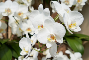 Fresh branch with a white orchid flowers close-up with text space. The concept of aromas and beauty