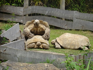 Tortues amoureuses