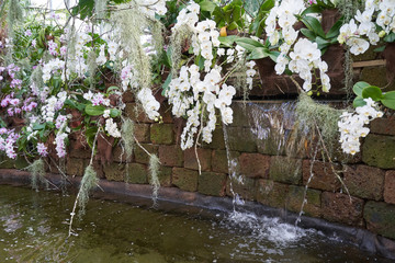 Small artificial waterfall in a pond of a botanical garden with white orchid flowers, with text space