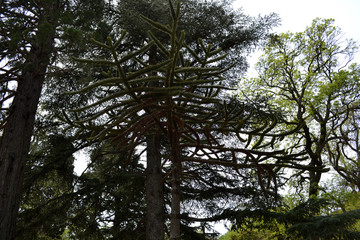 Beautiful tree with a round crown in the Crimean Park 