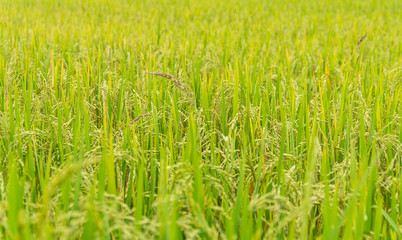 Ear of rice, Paddy field