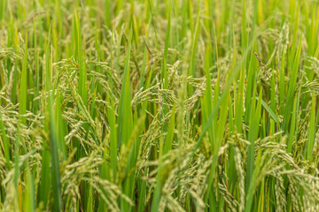 Fototapeta na wymiar Ear of rice, Paddy field