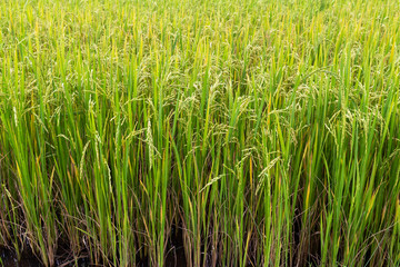 Obraz premium Ear of rice, Paddy field
