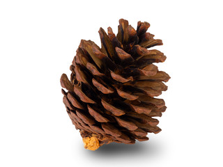 Christmas pine cone on white background. (clipping path)