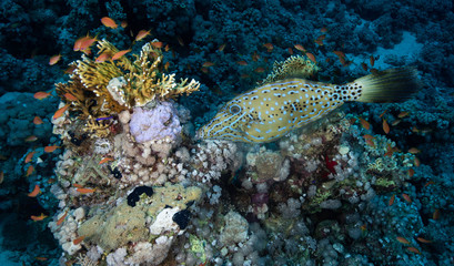 Fototapeta na wymiar Filefish in Red Sea